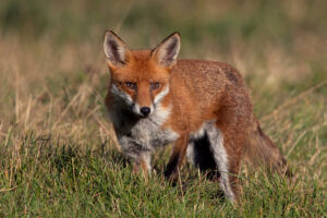 Red fox in meadow