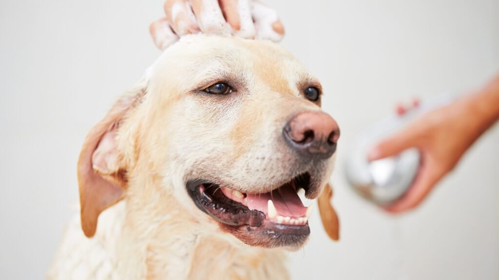 Labrador bathing