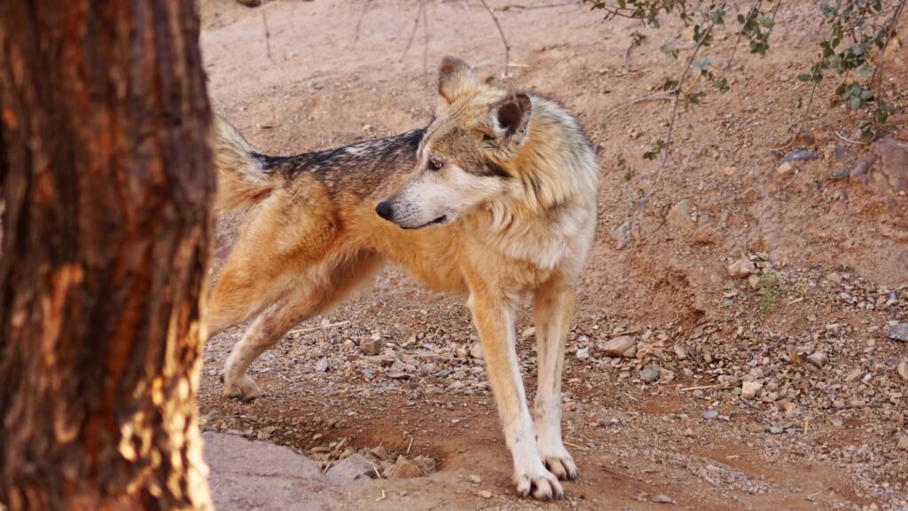 Mexican Gray Wolf