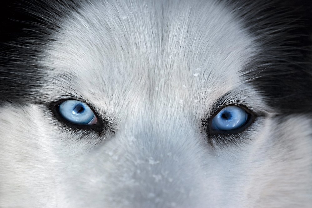 Husky eyes