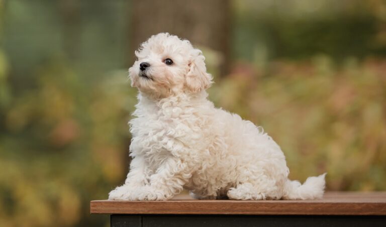 Adult maltipoo