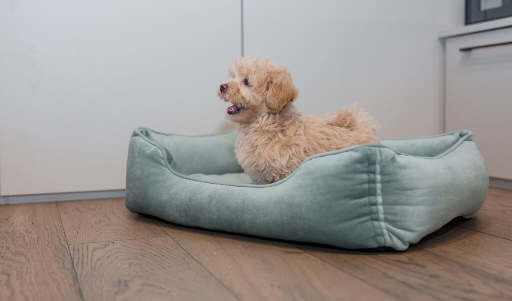 Adorable Maltipoo
