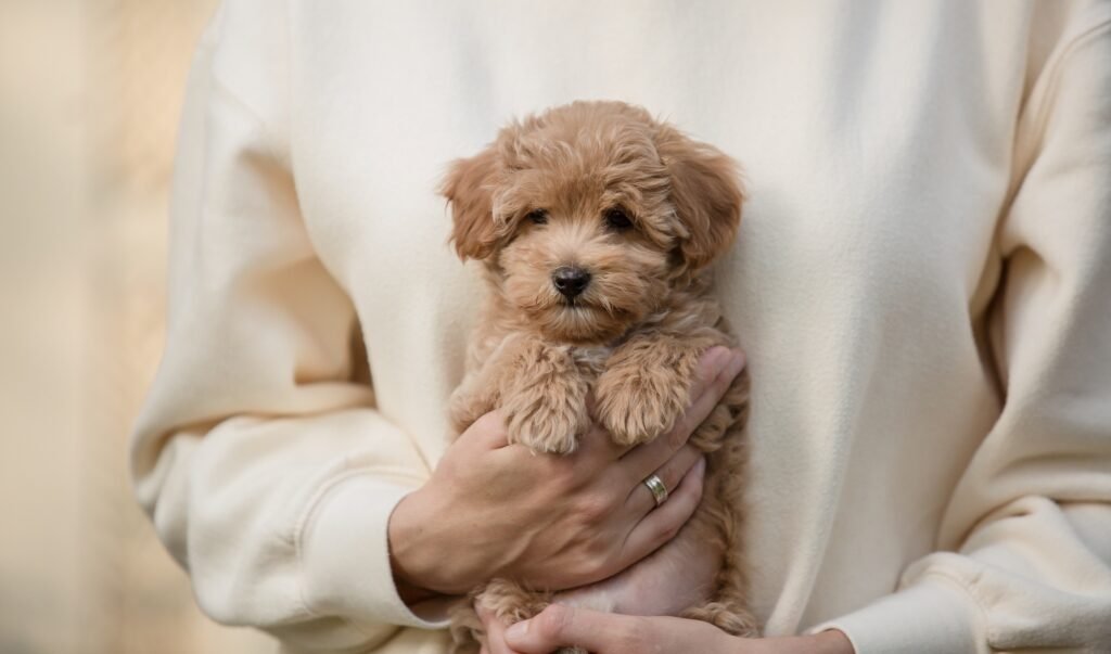 Maltipoo puppy with owner