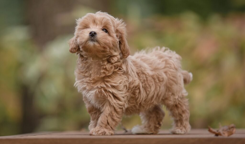 Maltipoo posing