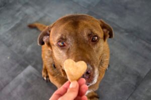 Cute Labrador dog getting heart shaped cookie