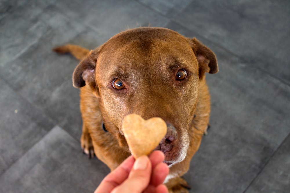 Best Nutrition Practices that will Ensure your dog lives a long life