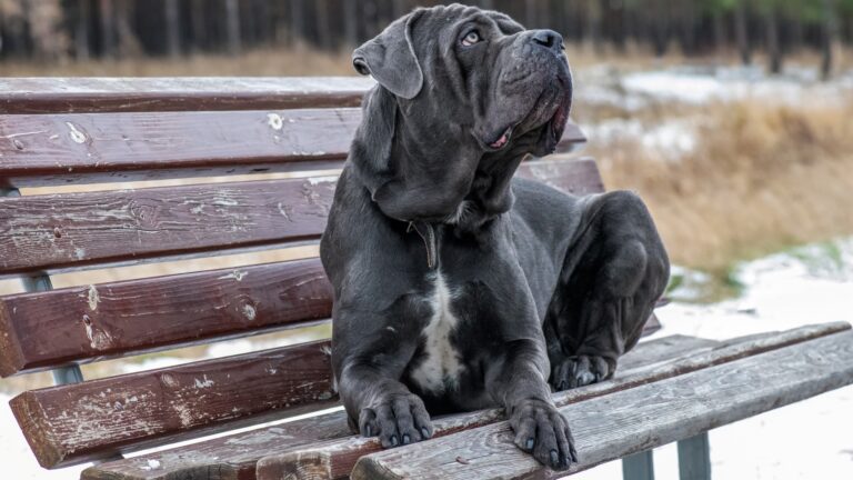 Featured image: Cane corso on a park bench