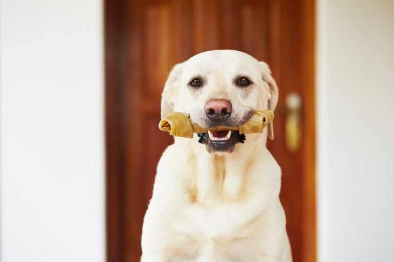 Dog with bone