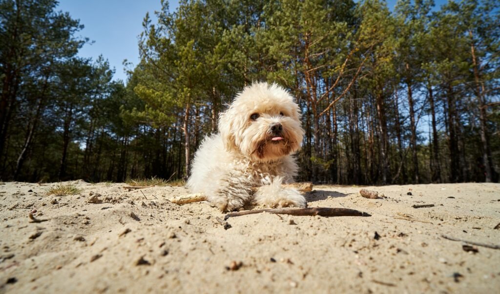 Cute maltipoo in sand