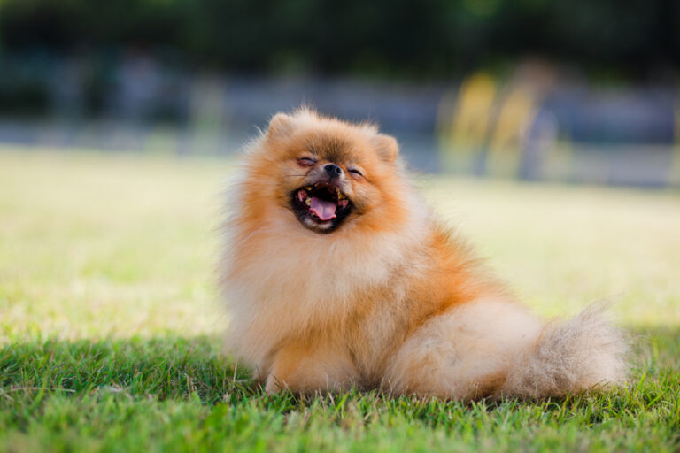 Pomeranian puppy in a meadow