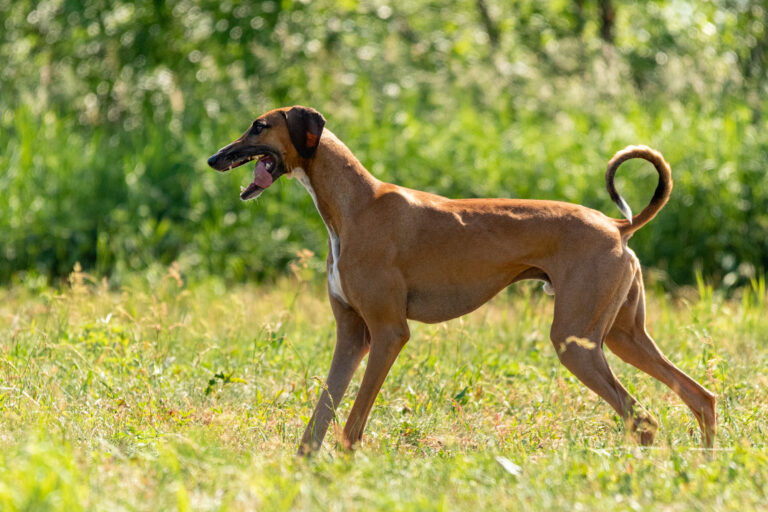 Azawakh in field