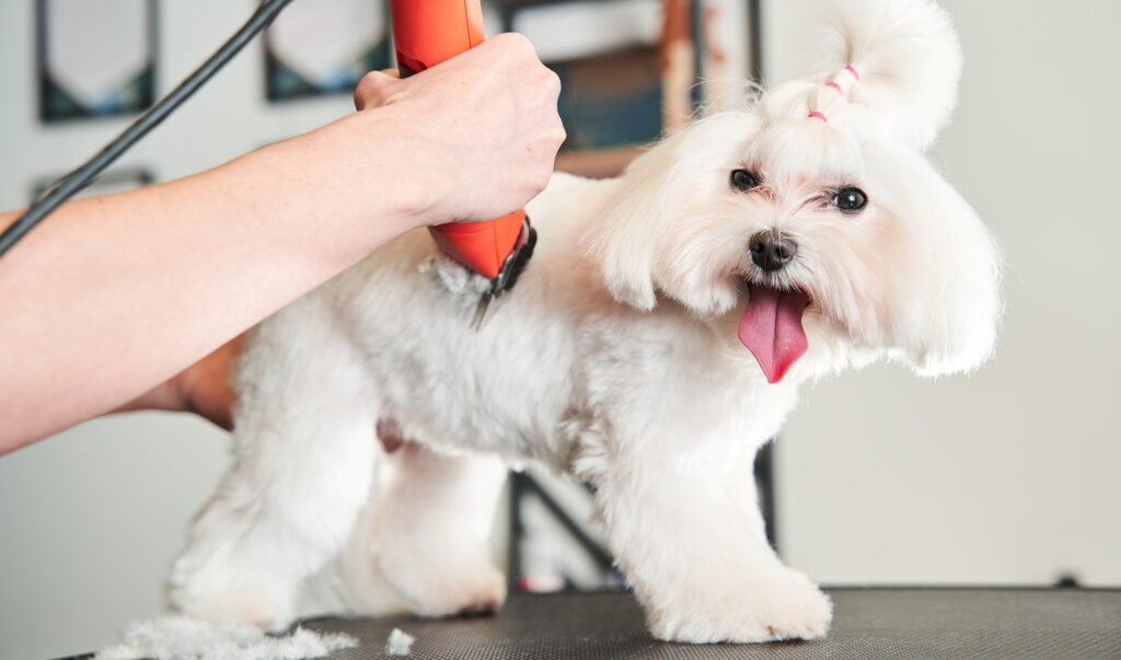 Maltipoo puppy being groomed