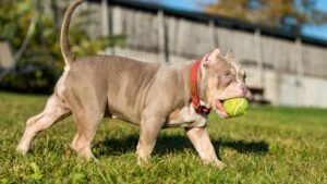 American bully