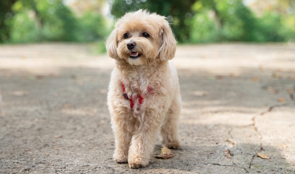 A cute maltipoo