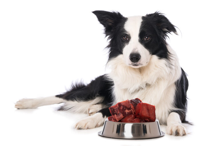 Young border collie dog lying