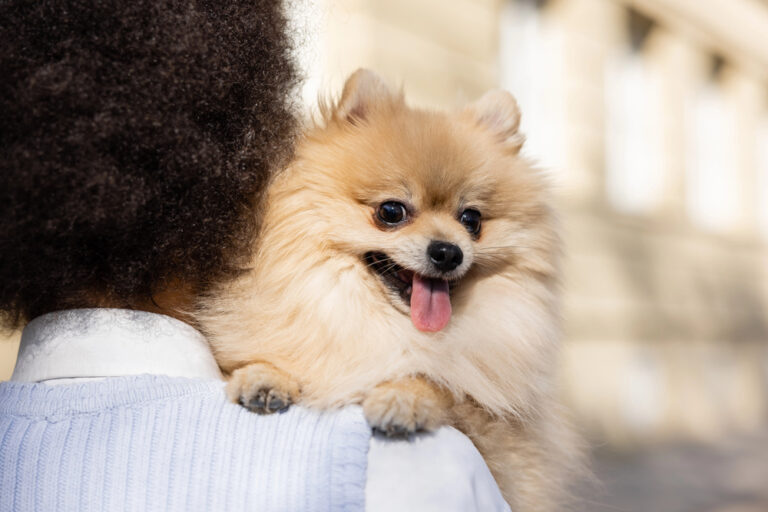 A woman holding a Pomeranian dog.