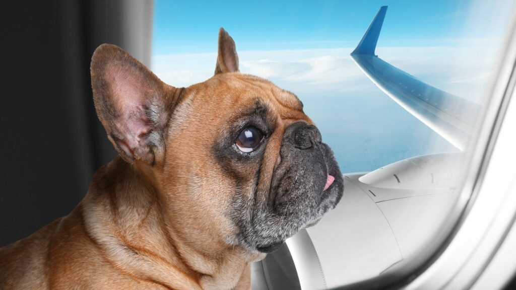 Frenchie in an Airplane