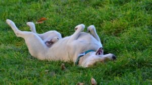 Retriever having fun on its back