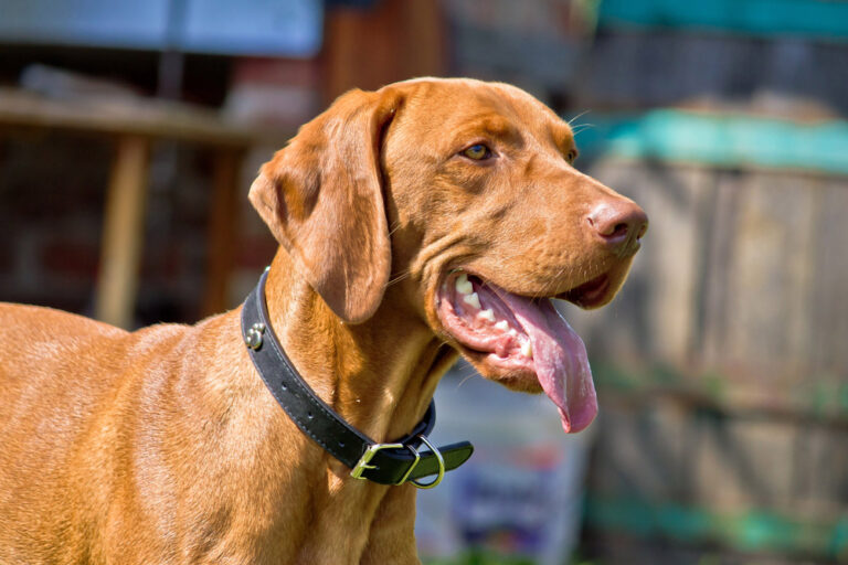 Hungarian vizsla
