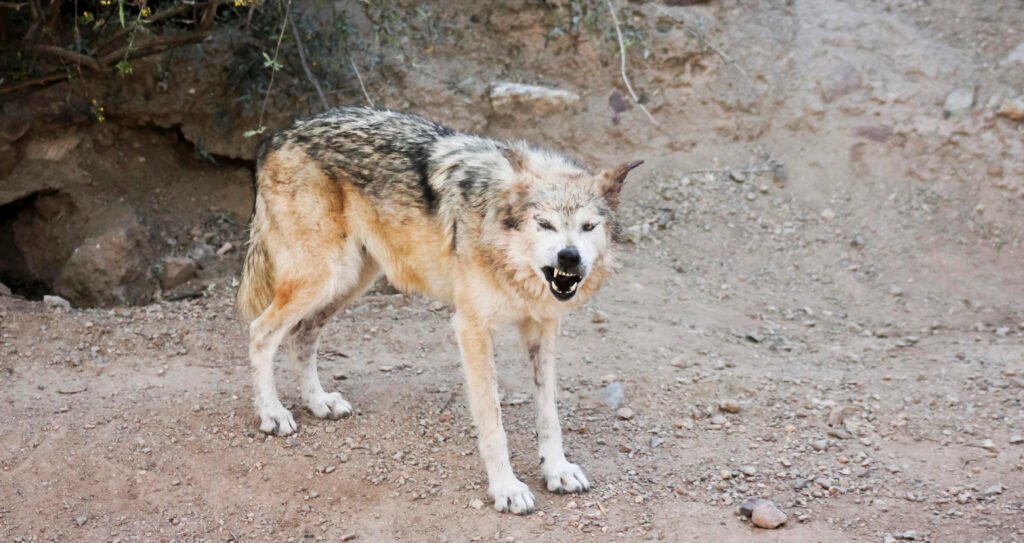 Mexican Gray Wolf growling