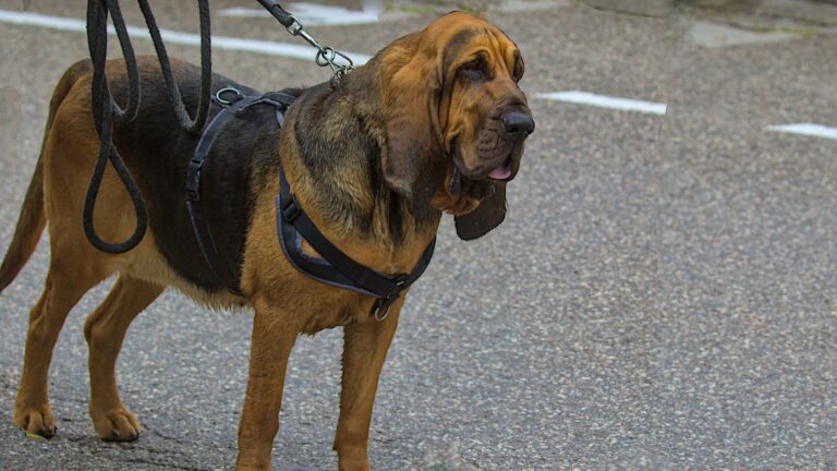 Featured: bloodhound
