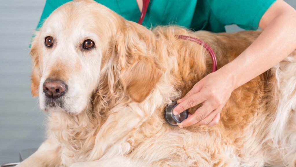 Golden retriever with Vet