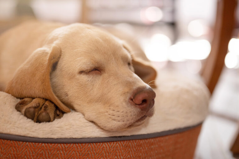 Dog sleeping peacefully.