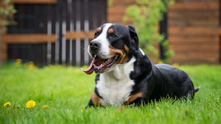 Greater Swiss Mountain Dog