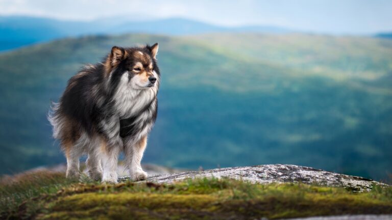 Finnish Lapphund on mountain