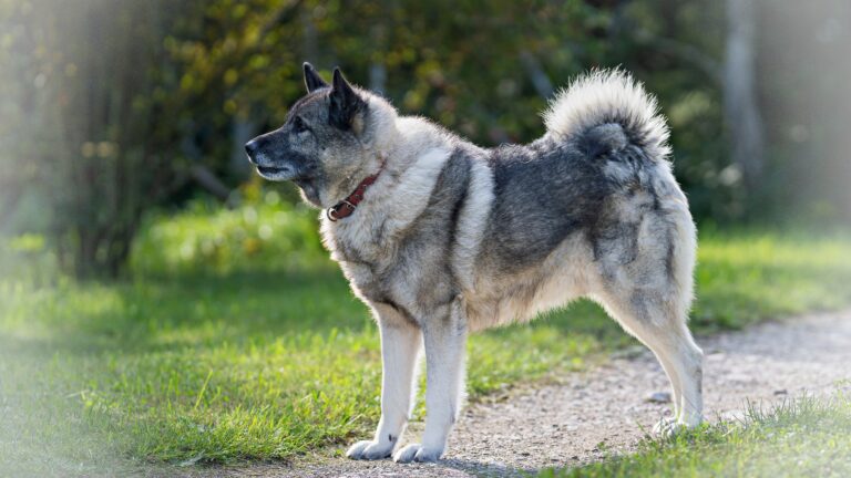 Norwegian elkhound on guard