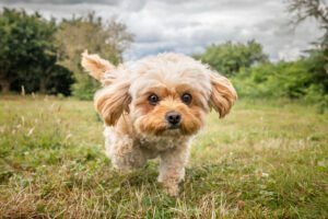 Featured: Cavachon puppy running in park
