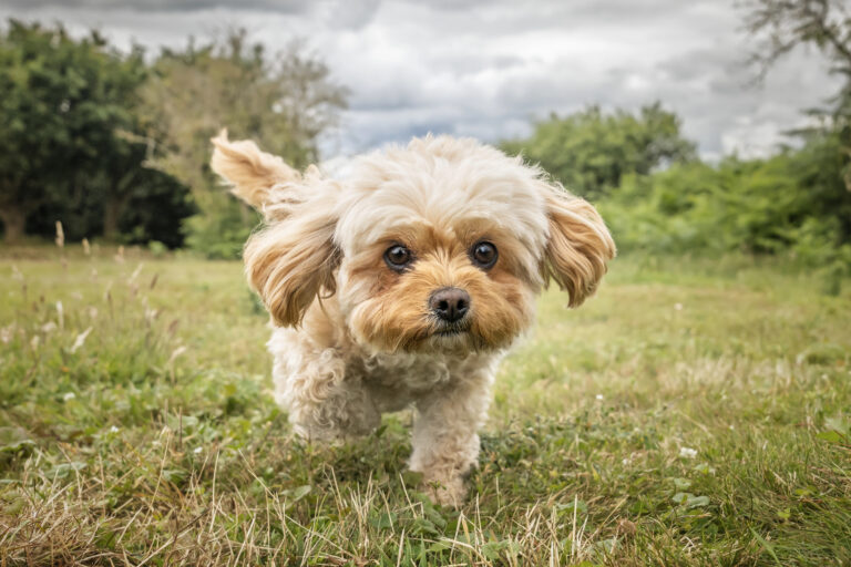 Featured: Cavachon puppy running in park