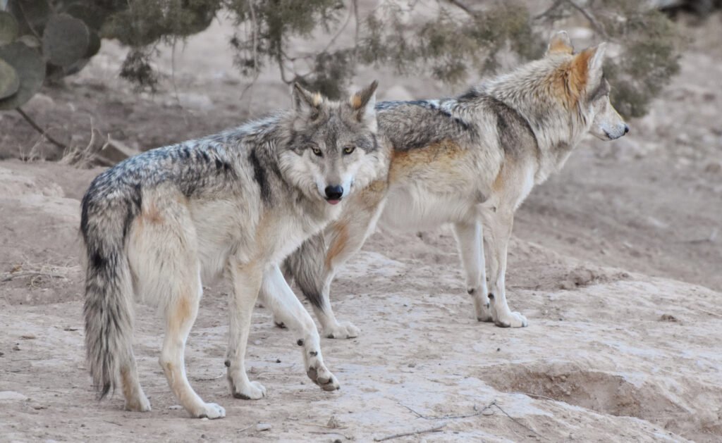 Mexican Gray Wolf Pack