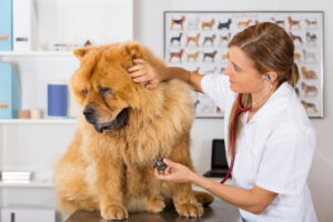 Chow chow dog at the vet.