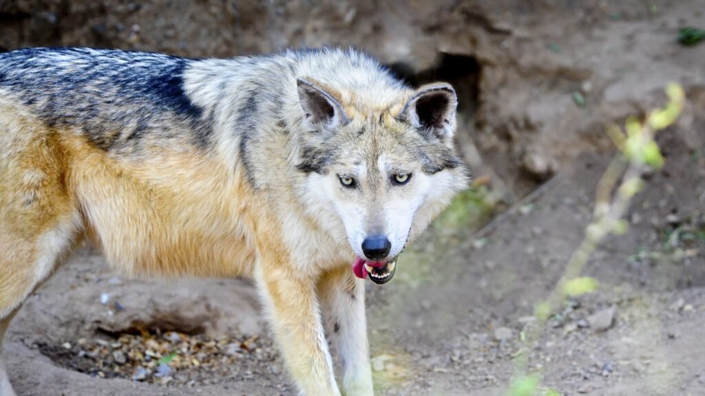 Mexican Gray Wolf close up