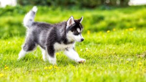 Husky puppy running