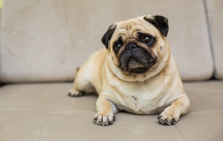Featured: cute pug