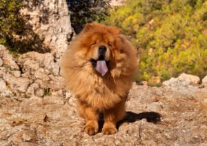 Chow chow dog