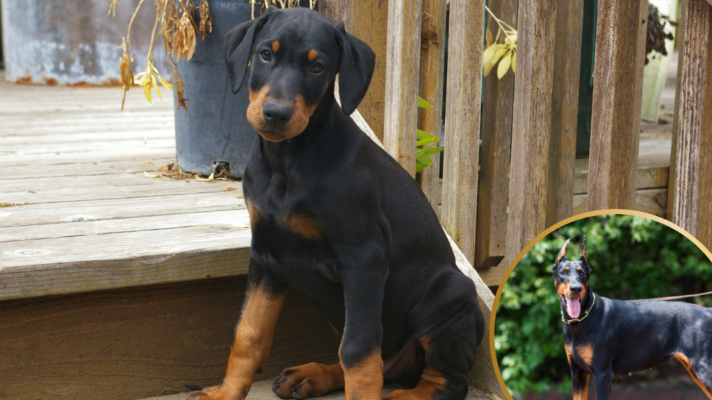 Doberman