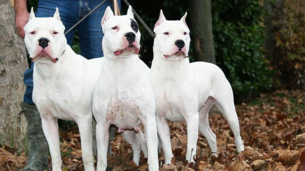Doggo Argentino dogs
