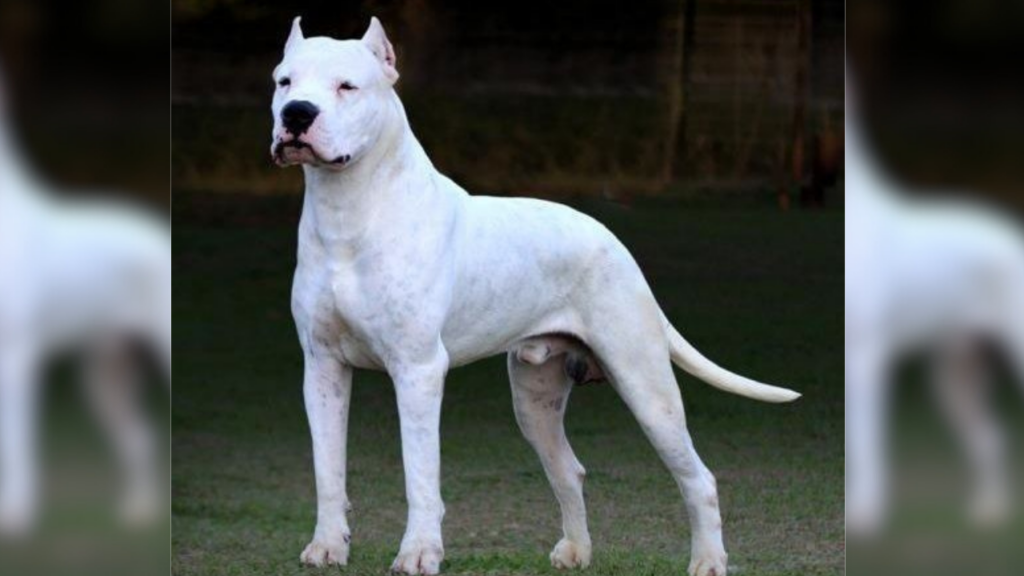 Doggo Argentino