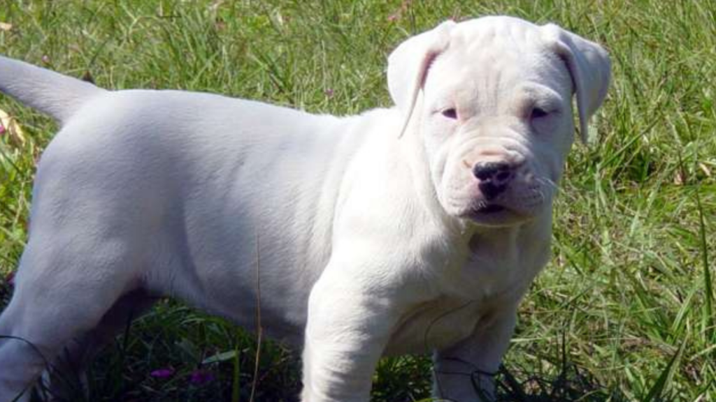 Doggo Argentino Puppy