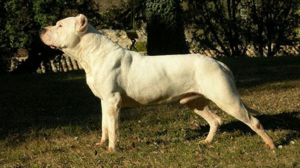 Doggo Argentino side profile