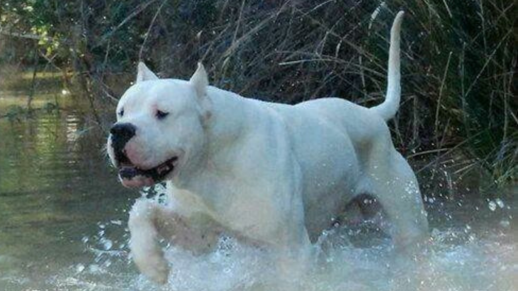 Doggo Argentino in water.