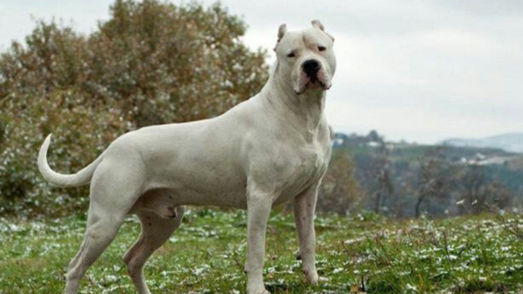 Doggo Argentino Posing