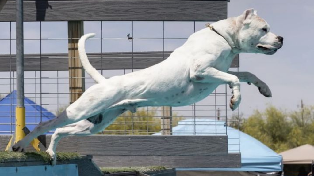 Doggo Argentino leaping