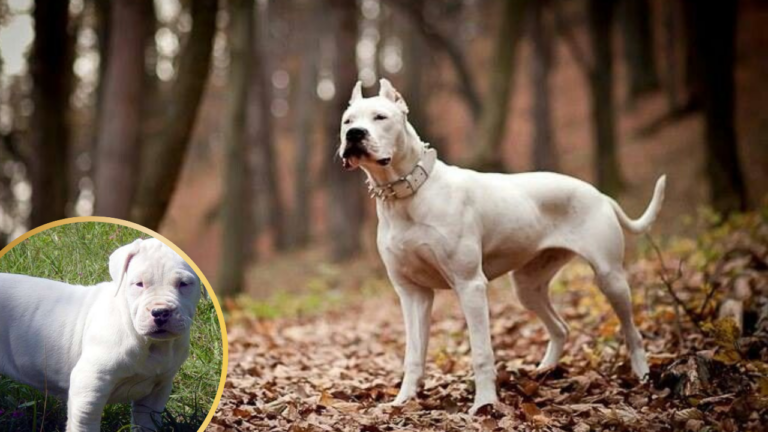 Doggo Argentino