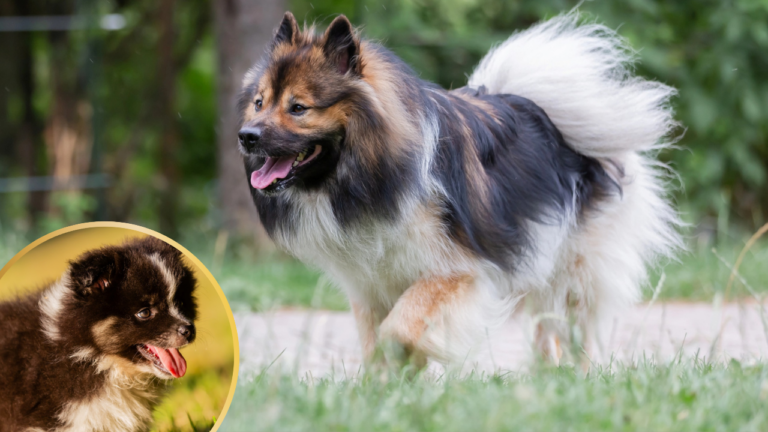 Featured image: meet the Elo dog