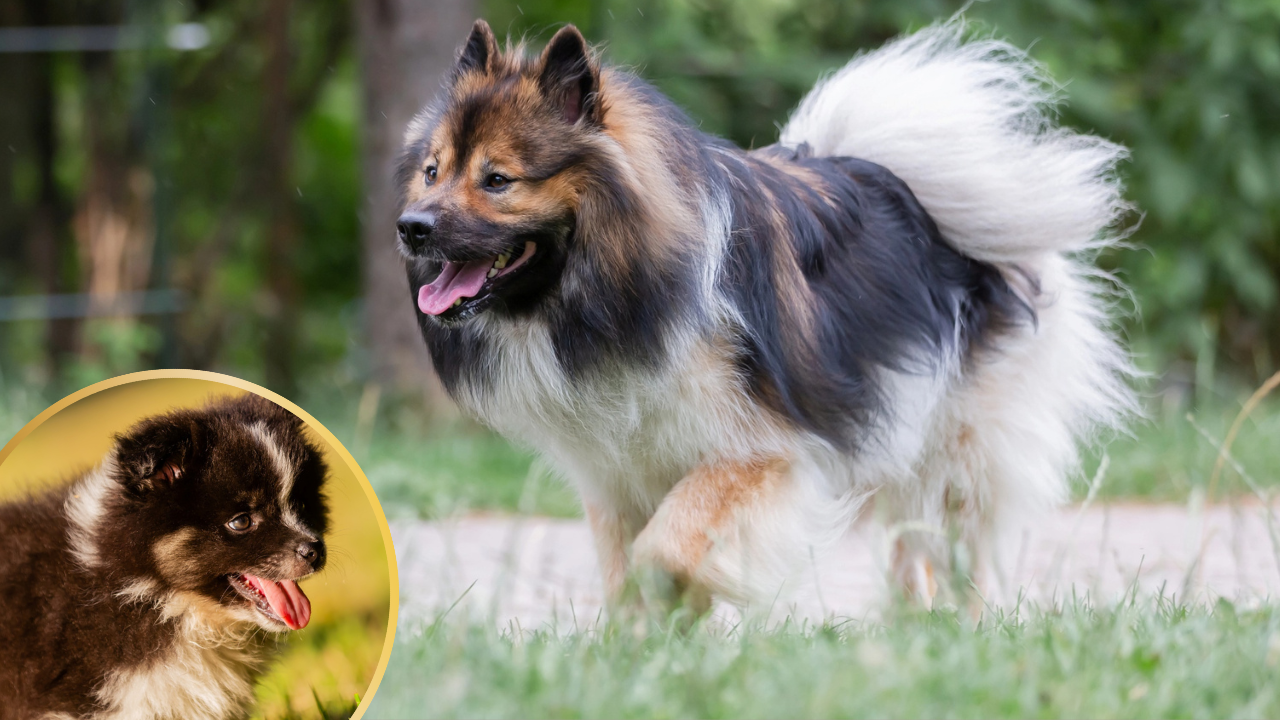 Meet the Elo, the World’s Newest Dog Breed