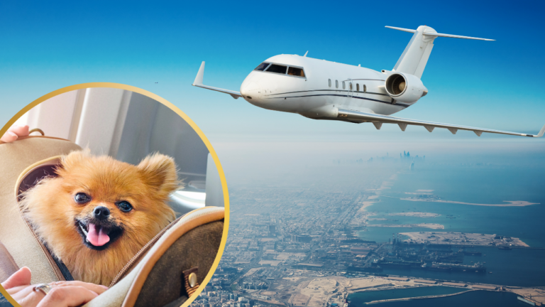 Flying with dogs.